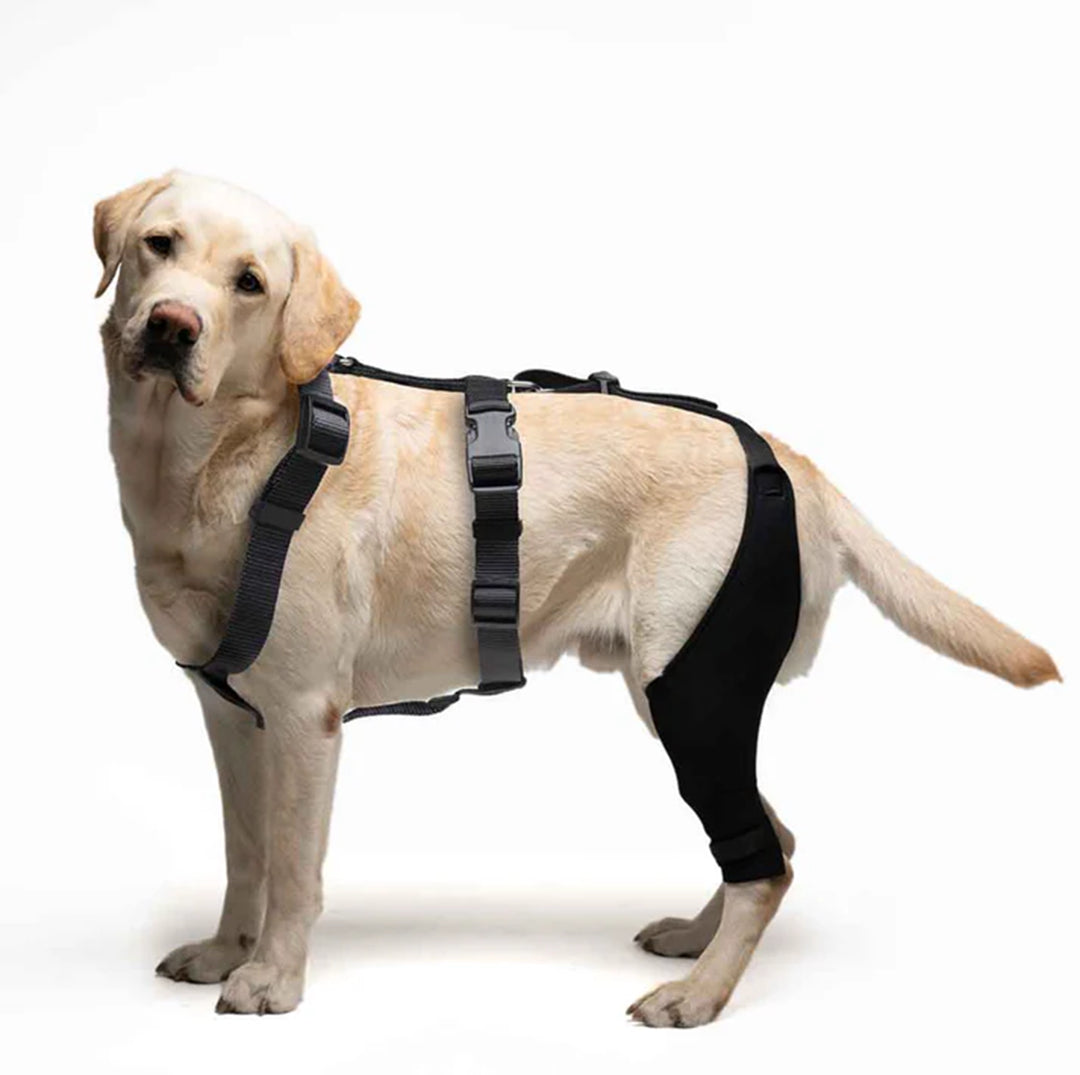 PawSupport Brace