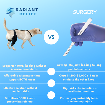 PawSupport Brace