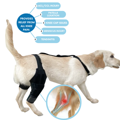 PawSupport Brace